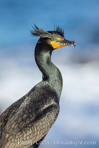 Double-crested cormorant nuptial crests, tufts of feathers on each side of the head, plumage associated with courtship and mating, Phalacrocorax auritus, La Jolla, California