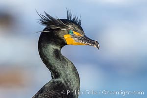 Double-crested cormorant nuptial crests, tufts of feathers on each side of the head, plumage associated with courtship and mating, Phalacrocorax auritus, La Jolla, California