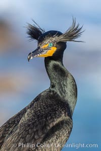 Double-crested cormorant nuptial crests, tufts of feathers on each side of the head, plumage associated with courtship and mating, Phalacrocorax auritus, La Jolla, California