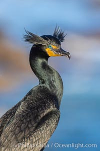 Double-crested cormorant nuptial crests, tufts of feathers on each side of the head, plumage associated with courtship and mating, Phalacrocorax auritus, La Jolla, California