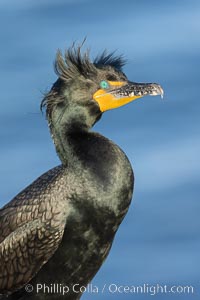 Double-crested cormorant nuptial crests, tufts of feathers on each side of the head, plumage associated with courtship and mating