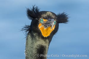 Double-crested cormorant nuptial crests, tufts of feathers on each side of the head, plumage associated with courtship and mating, Phalacrocorax auritus, La Jolla, California