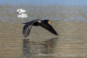 Double crested cormorant flying over Lake Hodges, Phalacrocorax auritus, San Diego, California