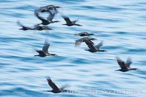 Double-crested cormorants in flight at sunrise, long exposure produces a blurred motion, Phalacrocorax auritus, La Jolla, California