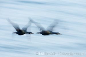 Double-crested cormorants in flight at sunrise, long exposure produces a blurred motion, Phalacrocorax auritus, La Jolla, California