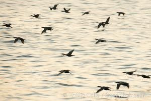 Double-crested cormorants in flight at sunrise, long exposure produces a blurred motion, Phalacrocorax auritus, La Jolla, California