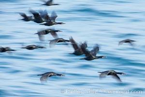 Double-crested cormorants in flight at sunrise, long exposure produces a blurred motion, Phalacrocorax auritus, La Jolla, California