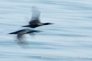 Double-crested cormorants in flight at sunrise, long exposure produces a blurred motion.
