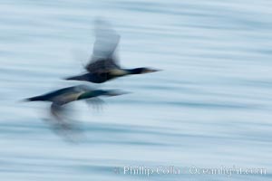 Double-crested cormorants in flight at sunrise, long exposure produces a blurred motion, Phalacrocorax auritus, La Jolla, California