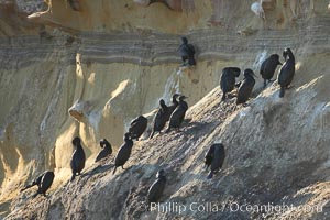 Double-crested cormorants gather and rest on cliffs, Phalacrocorax auritus, La Jolla, California