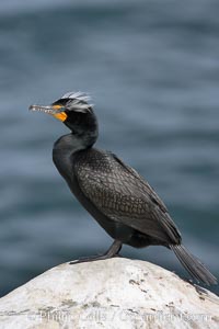 Double-crested cormorant, breeding plumage showing tufts, Phalacrocorax auritus, La Jolla, California