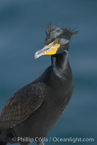 Double-crested cormorant, breeding plumage showing tufts, Phalacrocorax auritus, La Jolla, California