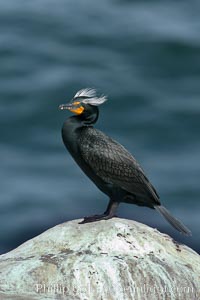 Double-crested cormorant, breeding plumage showing tufts, Phalacrocorax auritus, La Jolla, California