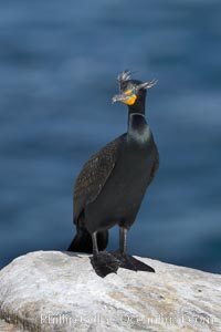 Double-crested cormorant, breeding plumage showing tufts, Phalacrocorax auritus, La Jolla, California