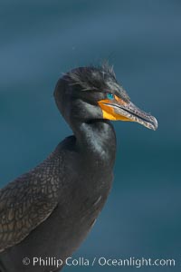 Double-crested cormorant, breeding plumage showing tufts, Phalacrocorax auritus, La Jolla, California