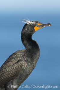 Double-crested cormorant, breeding plumage showing tufts, Phalacrocorax auritus, La Jolla, California