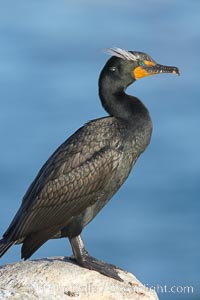 Double-crested cormorant, breeding plumage showing tufts, Phalacrocorax auritus, La Jolla, California