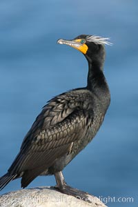 Double-crested cormorant, breeding plumage showing tufts, Phalacrocorax auritus, La Jolla, California