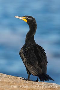 Double-crested cormorant, Phalacrocorax auritus, La Jolla, California