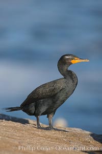 Double-crested cormorant, Phalacrocorax auritus, La Jolla, California