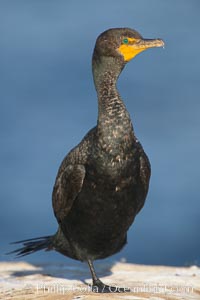 Double-crested cormorant, adult nonbreeding, Phalacrocorax auritus, La Jolla, California
