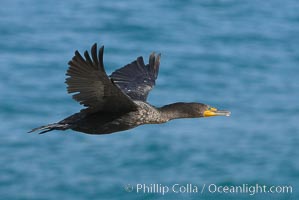 Double-crested cormorant in flight, Phalacrocorax auritus, La Jolla, California