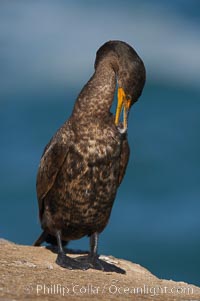 Double-crested cormorant preening, Phalacrocorax auritus, La Jolla, California