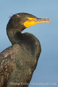 Double-crested cormorant. La Jolla, California, USA, Phalacrocorax auritus, natural history stock photograph, photo id 18358