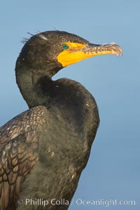 Double-crested cormorant, Phalacrocorax auritus, La Jolla, California