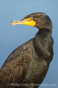 Double-crested cormorant, Phalacrocorax auritus, La Jolla, California