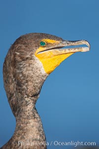 Double-crested cormorant portrait, Phalacrocorax auritus, La Jolla, California