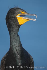 Double-crested cormorant portrait, Phalacrocorax auritus, La Jolla, California