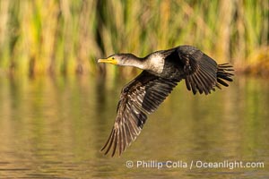 Double-crested cormorant in flight, Phalacrocorax auritus, Santee Lakes