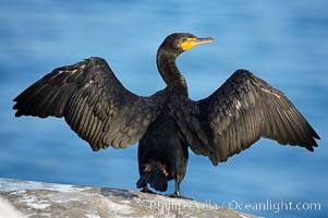 Double-crested cormorant drys its wings in the sun following a morning of foraging in the ocean, La Jolla cliffs, near San Diego, Phalacrocorax auritus