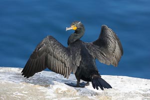 Double-crested cormorant drys its wings in the sun following a morning of foraging in the ocean, La Jolla cliffs, near San Diego, Phalacrocorax auritus