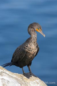 Double-crested cormorant, La Jolla cliffs, near San Diego, Phalacrocorax auritus