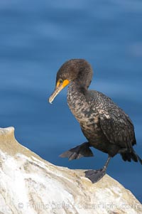 Double-crested cormorant, La Jolla cliffs, near San Diego, Phalacrocorax auritus