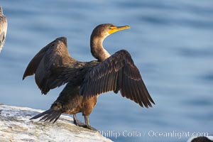 Double-crested cormorant drys its wings in the sun following a morning of foraging in the ocean, La Jolla cliffs, near San Diego, Phalacrocorax auritus