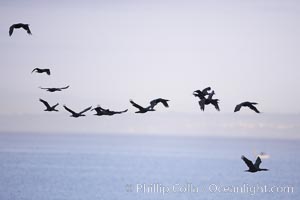 Double-crested cormorant, La Jolla cliffs, near San Diego, Phalacrocorax auritus