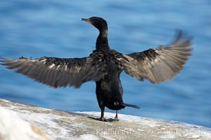 Double-crested cormorant drys its wings in the sun following a morning of foraging in the ocean, La Jolla cliffs, near San Diego, Phalacrocorax auritus