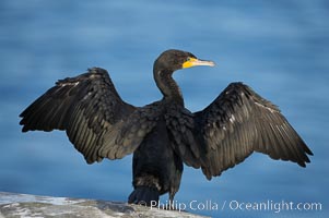 Double-crested cormorant drys its wings in the sun following a morning of foraging in the ocean, La Jolla cliffs, near San Diego, Phalacrocorax auritus