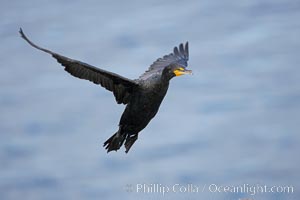 Double-crested cormorant, La Jolla cliffs, near San Diego, Phalacrocorax auritus