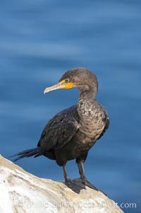 Double-crested cormorant, La Jolla cliffs, near San Diego, Phalacrocorax auritus