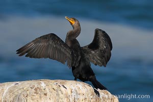 Double-crested cormorant drys its wings in the sun following a morning of foraging in the ocean, La Jolla cliffs, near San Diego, Phalacrocorax auritus