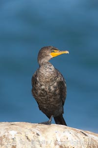 Double-crested cormorant, La Jolla cliffs, near San Diego, Phalacrocorax auritus