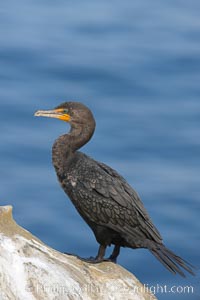 Double-crested cormorant, La Jolla cliffs, near San Diego, Phalacrocorax auritus