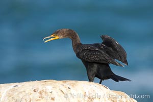 Double-crested cormorant, La Jolla cliffs, near San Diego, Phalacrocorax auritus