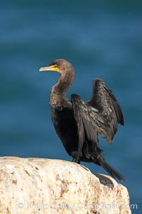 Double-crested cormorant drys its wings in the sun following a morning of foraging in the ocean, La Jolla cliffs, near San Diego, Phalacrocorax auritus