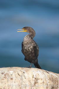 Double-crested cormorant, La Jolla cliffs, near San Diego, Phalacrocorax auritus