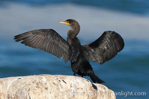 Double-crested cormorant drys its wings in the sun following a morning of foraging in the ocean, La Jolla cliffs, near San Diego, Phalacrocorax auritus